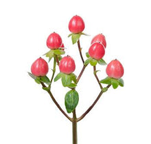 Load image into Gallery viewer, Hypericum berries
