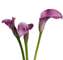 Cargar imagen en el visor de la galería, Mini Callas
