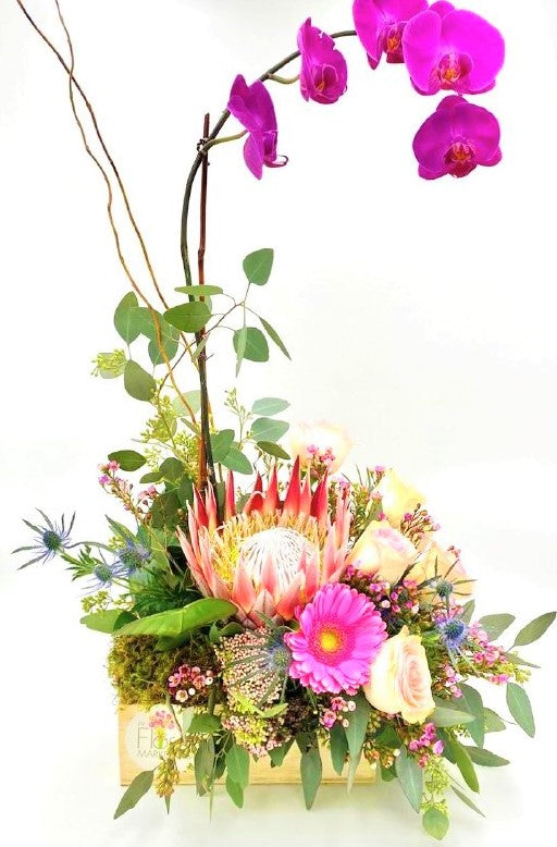 Orchid plant King