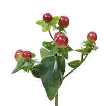 Load image into Gallery viewer, Hypericum berries
