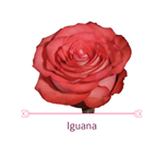 Load image into Gallery viewer, Color Roses
