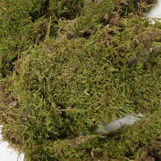 Musgo de hoja