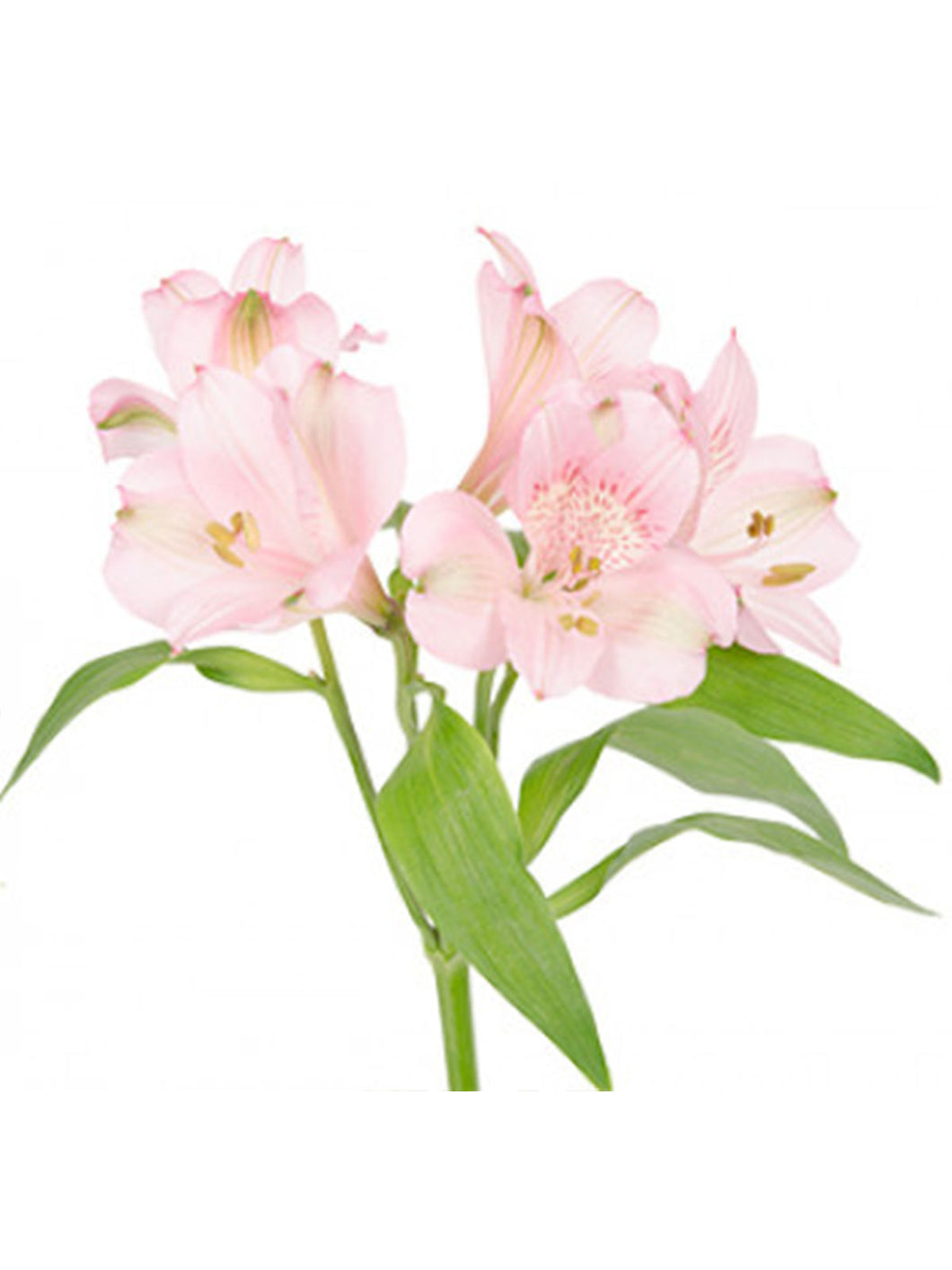 Alstroemerias Asst