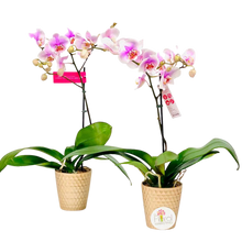 Load image into Gallery viewer, Phalenopsis Orchids Plants
