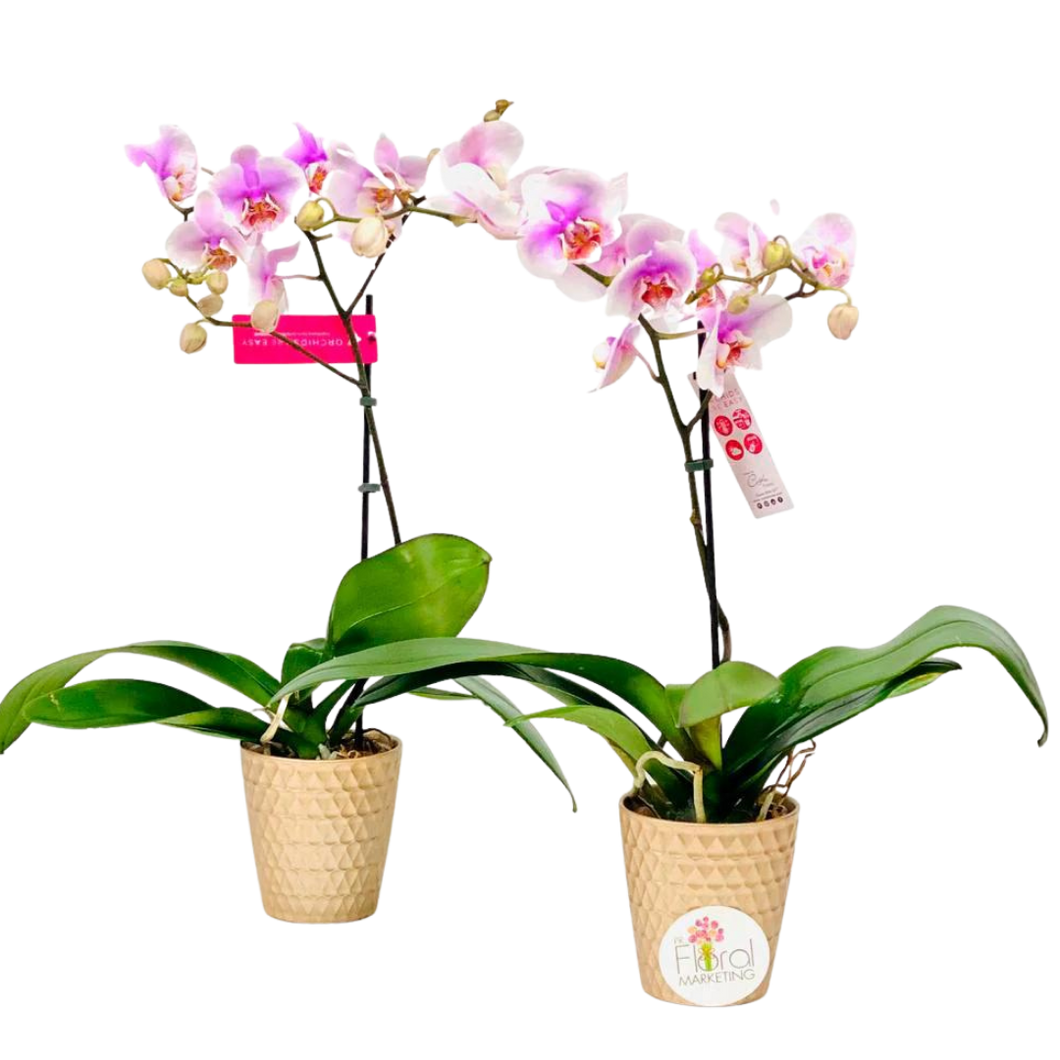 Phalenopsis Orchids Plants