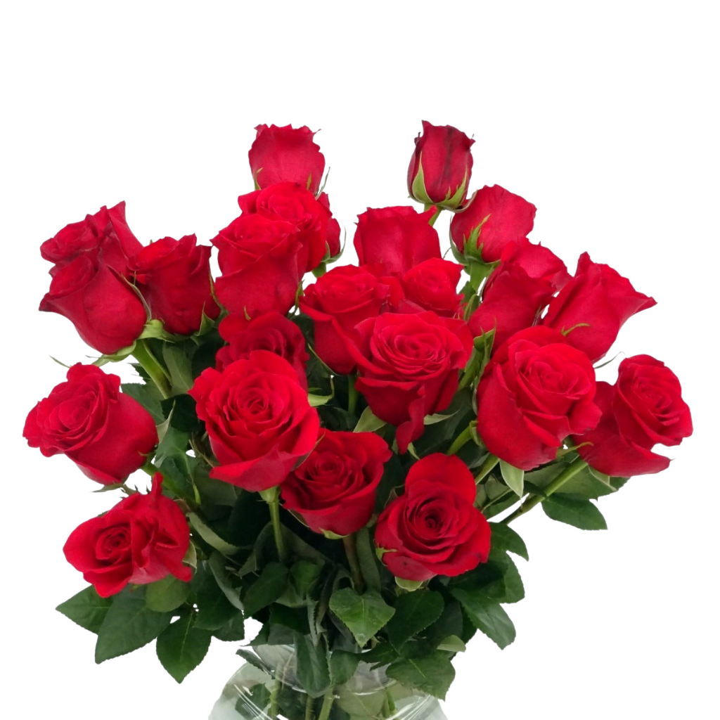 Rosas rojas para diseñador