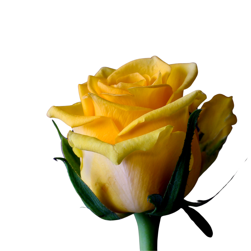 12 rosas de colores